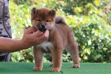 柴犬(標準サイズ)【三重県・男の子・2020年10月3日・赤】の写真「骨量抜群の男の子」