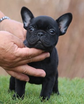 フレンチブルドッグ【三重県・女の子・2019年12月27日・ブリンドル】の写真「ダークブリンドルの可愛女の子！！」