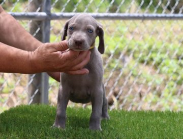 ワイマラナー【三重県・女の子・2018年4月18日・グレー】の写真「キュートでお茶目な女の子」