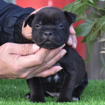 スタッフォードシャーブルテリア【三重県・男の子・2022年12月4日・ブリンドル】の写真「父ＲｕｓＪｒＣＨ”ＶＡＬＣＡＮ”！！」