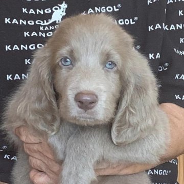 ワイマラナー【三重県・男の子・2024年7月22日・グレー】の写真「ロングヘアーの可愛い男の子！！」