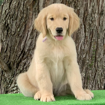 ゴールデンレトリバー【三重県・女の子・2022年5月12日・ゴールド】の写真「両親遺伝子検査クリア」