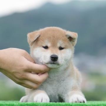柴犬(標準サイズ)【三重県・女の子・2022年6月29日・赤】の写真「両親日保の名血！！」