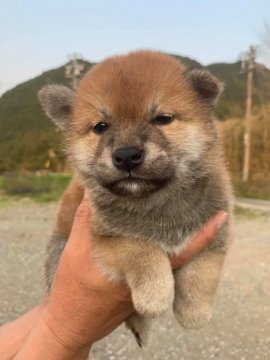 柴犬(標準サイズ)【三重県・女の子・2019年3月3日・赤】の写真「骨量豊かな女の子」