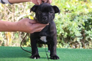 スタッフォードシャーブルテリア【三重県・男の子・2020年9月19日・ブリンドル】の写真「父ロシアＪｒチャンピオンの男の子」