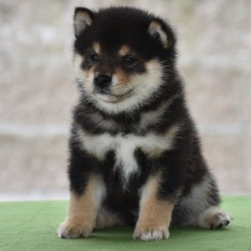 柴犬(標準サイズ)【三重県・男の子・2023年6月2日・黒】の写真「両親日保の名血から生まれた黒柴」