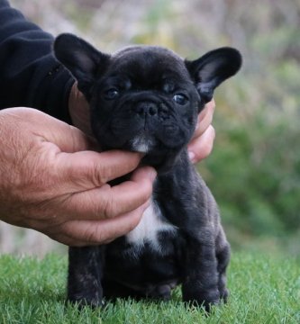 フレンチブルドッグ【三重県・男の子・2020年1月20日・ブリンドル】の写真「父JKC CH直子四代祖JKC CHの名血」