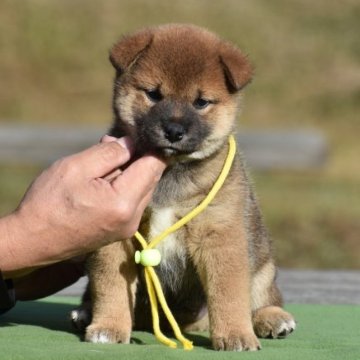 柴犬(標準サイズ)【三重県・男の子・2023年10月9日・赤】の写真「両親日保の名血から生まれた子犬❗️」