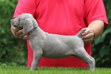 ワイマラナー【三重県・男の子・2019年7月4日・グレー】の写真「父母ともにＡＭＣＨ直子の名血の子犬達」