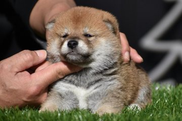 柴犬(標準サイズ)【三重県・男の子・2020年12月2日・赤】の写真「父母ともに日保の名血！！」