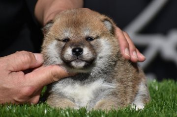 柴犬(標準サイズ)【三重県・男の子・2020年12月2日・赤】の写真「父母ともに日保の名血！！」