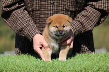 柴犬(標準サイズ)【三重県・男の子・2019年1月28日・赤】の写真「頭部のストップ良く骨量のある男の子」