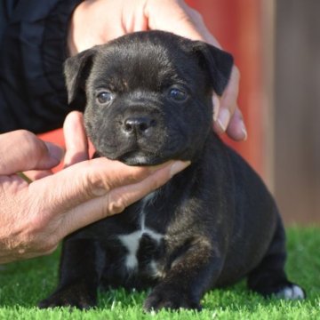 スタッフォードシャーブルテリア【三重県・女の子・2022年12月4日・ブリンドル】の写真「頭部骨量抜群のダークブリンドルの女の子」