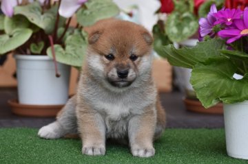 柴犬(標準サイズ)【三重県・女の子・2021年3月1日・赤】の写真「日保最高血統から生まれた女の子」