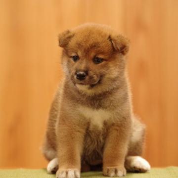 柴犬(標準サイズ)【三重県・女の子・2022年5月9日・赤】の写真「日保の名血から生まれた子犬」