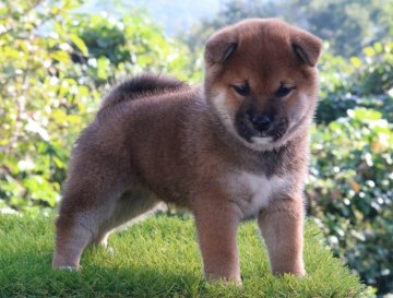 柴犬(標準サイズ)【三重県・男の子・2019年9月22日・赤】の写真「耳付き目形の美しい体躯構成抜群」