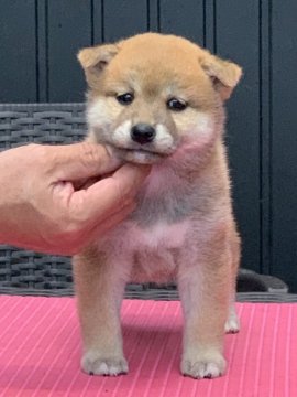 柴犬(標準サイズ)【三重県・女の子・2020年8月22日・赤】の写真「日保の名血から生まれた子犬！！」