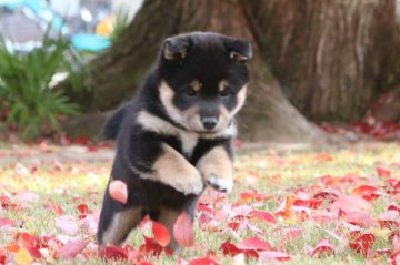柴犬(標準サイズ)【三重県・女の子・2020年10月3日・黒】の写真「骨量、発育抜群の女の子」