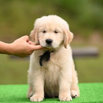 ゴールデンレトリバー【三重県・男の子・2022年8月27日・ゴールド】の写真「両親遺伝子クリアの子犬たち」