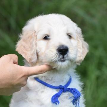 ゴールデンドゥードル【三重県・男の子・2022年8月6日・ゴールド】の写真「両親遺伝子クリアの子犬」