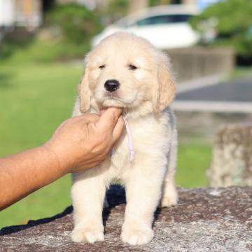ゴールデンレトリバー【三重県・女の子・2022年5月12日・ゴールド】の写真「父遺伝子四項目クリア」