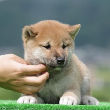 柴犬(標準サイズ)【三重県・男の子・2022年7月7日・赤】の写真「両親日保の名血」