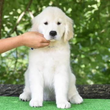 ゴールデンレトリバー【三重県・女の子・2022年5月12日・ゴールド】の写真「頭部骨量のしっかりとした白い女の子」