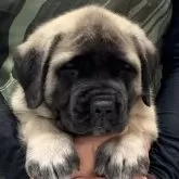 イングリッシュマスティフ【三重県・男の子・2024年8月11日・フォーン  ブラックマスク】の写真1