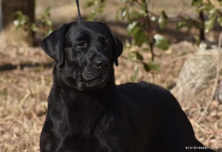 くろ様　犬写真 飼い主様決定の子犬 ID3956黒オス | 【柴犬.net】柴犬専門