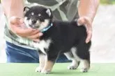 柴犬(標準サイズ)【三重県・男の子・2023年6月2日・黒】の写真3「7/8撮影」