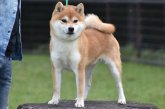 柴犬(標準サイズ)【・男の子・2018年5月21日・赤】「紫月」