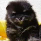 ポメラニアン