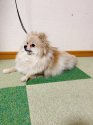 ポメラニアン【・女の子・2021年7月3日・オレンジ】「出産間近の写真です☺️」