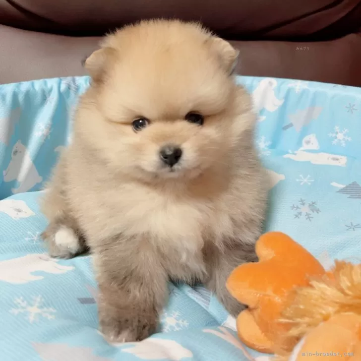 ID：2405-00329の子犬
