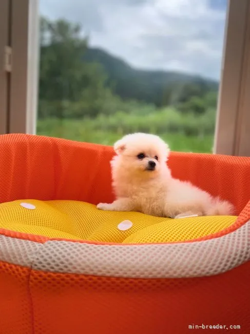 くるみ 様のお迎えした子犬