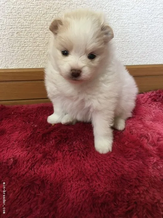 あやか 様のお迎えした子犬