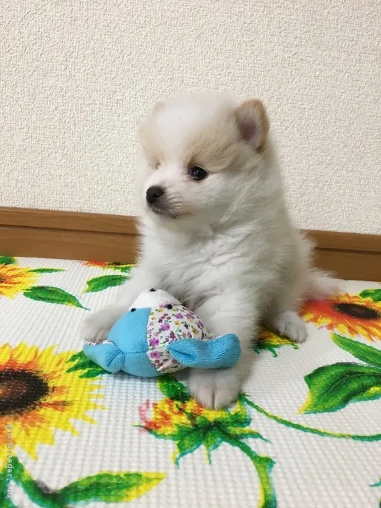 レオン 様のお迎えした子犬