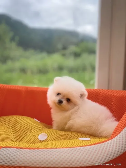 パパちゃん 様のお迎えした子犬