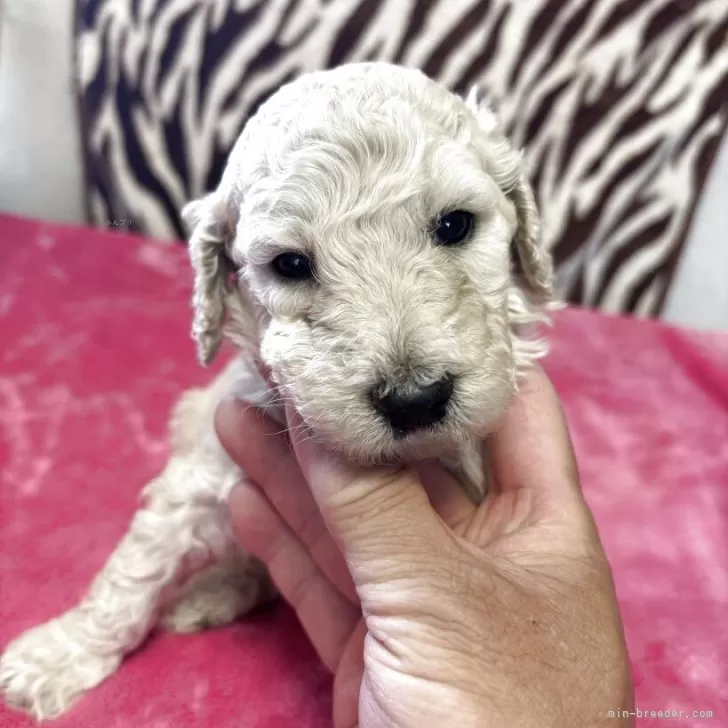 ID：2504-06733の子犬