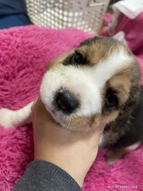 yuri3 様のお迎えした子犬