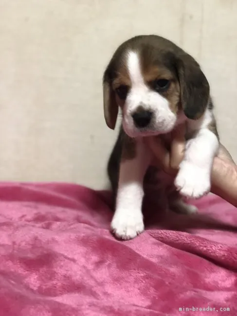 RR 様のお迎えした子犬