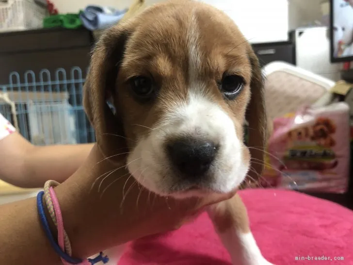 M.S 様のお迎えした子犬