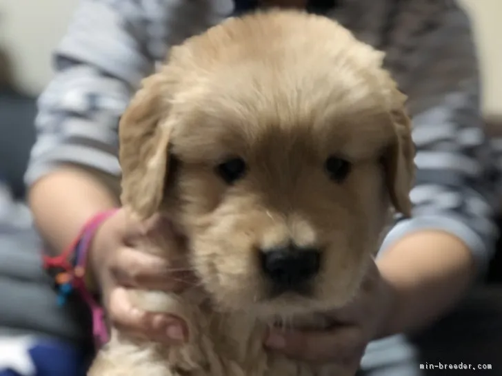 ID：1811-00136の子犬