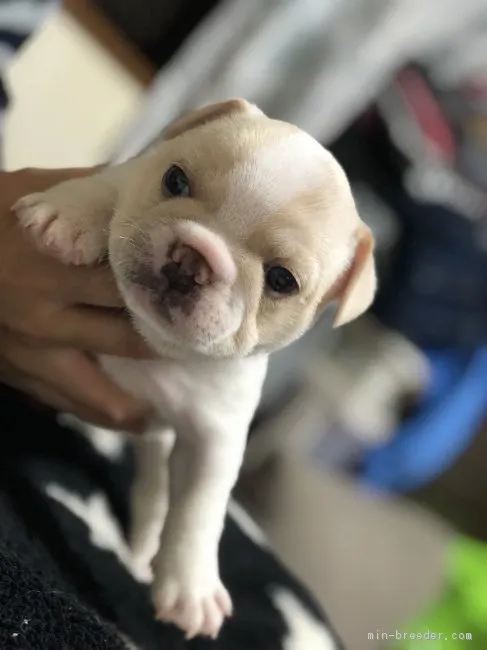 ID：1810-02822の子犬