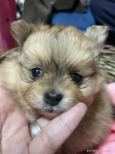 ID:2103-00479の子犬
