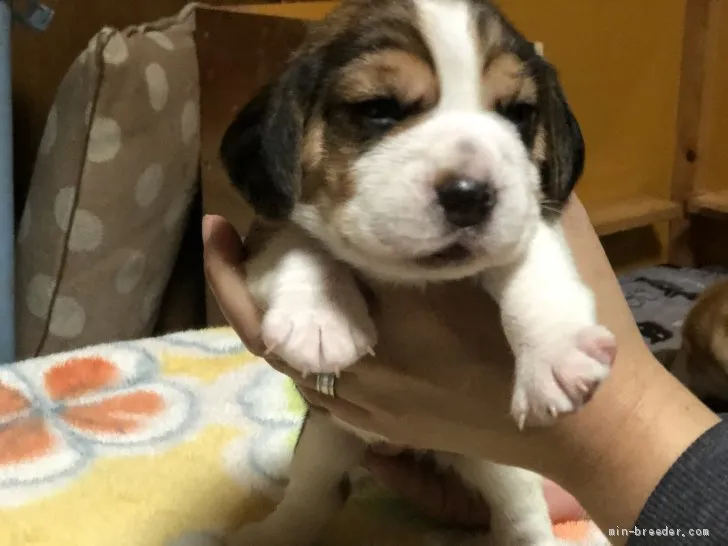 R.S 様のお迎えした子犬