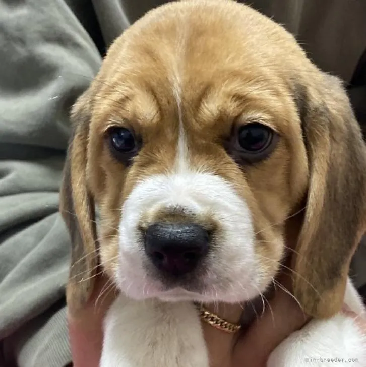 ID:2211-00686の子犬