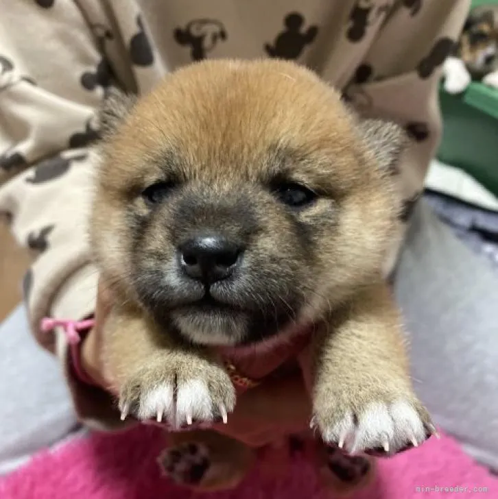 ID：2211-00820の子犬