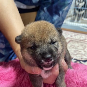 柴犬(豆柴)【福岡県・男の子・2023年8月10日・赤】の写真「豆柴の男の子。今月の末までの受付。
10月１日よ」