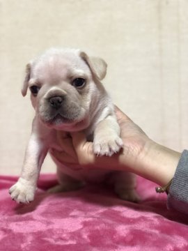 フレンチブルドッグ【福岡県・女の子・2019年2月22日・クリーム】の写真「めちゃくちゃ可愛い！」